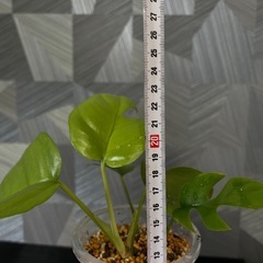 【観葉植物】姫モンステラの画像