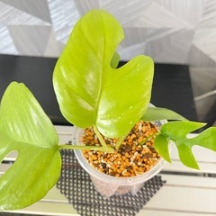 【観葉植物】姫モンステラの画像