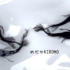 サタンメダカ 稚魚10匹 の画像