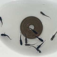 サタンメダカ 稚魚10匹 の画像