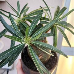 グラキリス現地球(鉢付)　塊根植物の画像