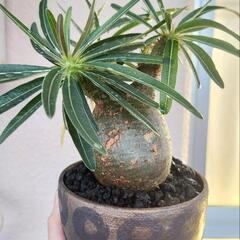 グラキリス現地球(鉢付)　塊根植物の画像
