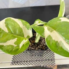 ✨🉐✨【観葉植物】ポトスエンジョイの画像
