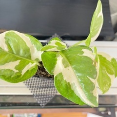 ✨🉐✨【観葉植物】ポトスエンジョイの画像