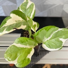 ✨🉐✨【観葉植物】ポトスエンジョイの画像