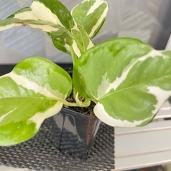 ✨🉐✨【観葉植物】ポトスエンジョイの画像