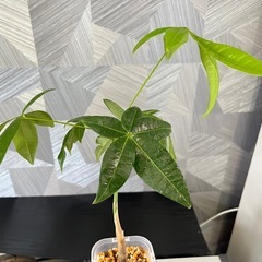 【観葉植物】実生パキラの画像