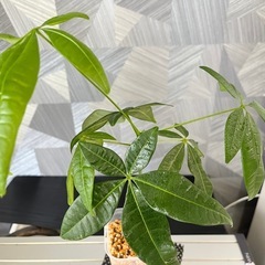 【観葉植物】実生パキラの画像