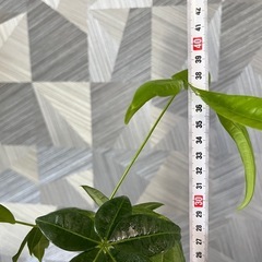 【観葉植物】実生パキラの画像
