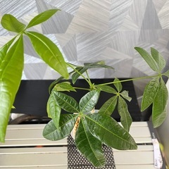 【観葉植物】実生パキラの画像