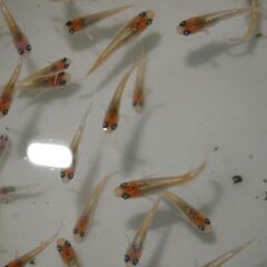 メダカ　レッドクリフ　イエロータイプ稚魚(1~1.5㎝位)　10匹の画像