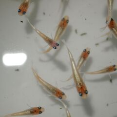 メダカ　レッドクリフ　イエロータイプ稚魚(1~1.5㎝位)　10匹の画像