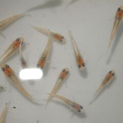 メダカ　レッドクリフ　イエロータイプ稚魚(1~1.5㎝位)　10匹の画像