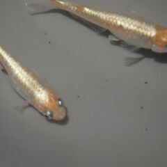 メダカ　レッドクリフ　イエロータイプ稚魚(1~1.5㎝位)　10匹の画像