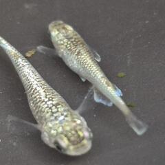 人気メダカ　ヒミツヘイキ（道三めだか様作出）　若魚　オス2メス2 画像の若魚を出品致します！の画像