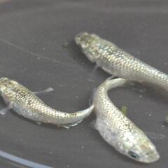 人気メダカ　ヒミツヘイキ（道三めだか様作出）　若魚　オス2メス2 画像の若魚を出品致します！の画像
