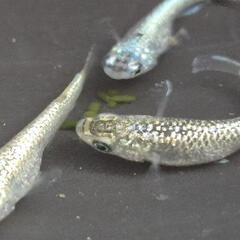 人気メダカ　ヒミツヘイキ（道三めだか様作出）　若魚　オス2メス2 画像の若魚を出品致します！の画像