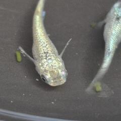 人気メダカ　ヒミツヘイキ（道三めだか様作出）　若魚　オス2メス2 画像の若魚を出品致します！の画像
