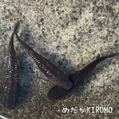 ブラックダイヤ2020メダカ 稚魚10匹の画像