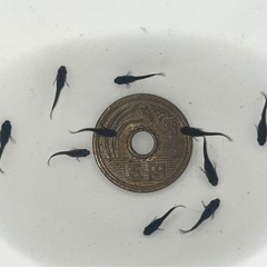 ブラックダイヤ2020メダカ 稚魚10匹の画像