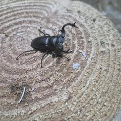 タイワンシカクワガタペアの画像