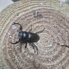 タイワンシカクワガタペアの画像