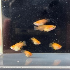 【メダカ】楊貴妃ダルマ、半ダルマ　一匹300円の画像