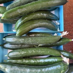 【 無農薬 】新鮮野菜セットの画像