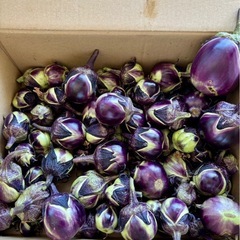 【 無農薬 】新鮮野菜セットの画像