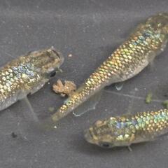 人気メダカ　【金塊】　画像の若魚　オス2メス2を出品致します！の画像
