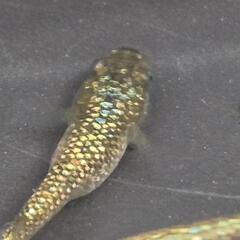 人気メダカ　【金塊】　画像の若魚　オス2メス2を出品致します！の画像
