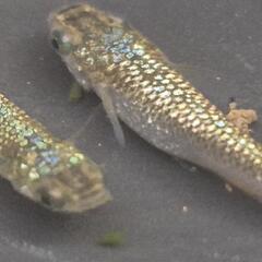 人気メダカ　【金塊】　画像の若魚　オス2メス2を出品致します！の画像