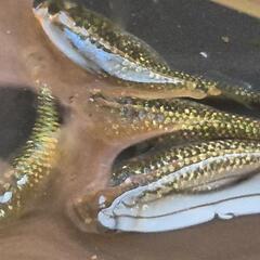 人気メダカ　【金塊】　画像の若魚　オス2メス2を出品致します！の画像