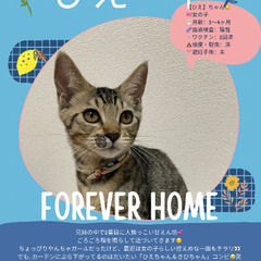 🍉岡田ほご猫譲渡会🍉8月24日(日)13時〜16時