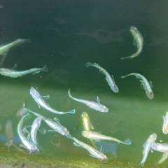 エメキンメダカ　
7匹の画像