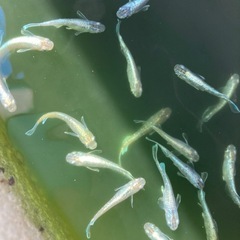 エメキンメダカ　
7匹の画像