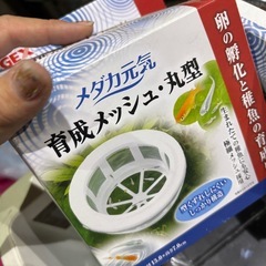 【決まりました】メダカ　引退品　まとめて　の画像