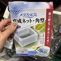【決まりました】メダカ　引退品　まとめて　の画像
