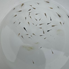 メダカＭＩＸ２０匹　幼魚の画像