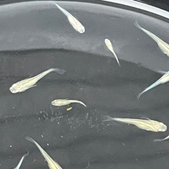 メダカＭＩＸ２０匹　幼魚の画像