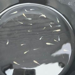 メダカＭＩＸ２０匹　幼魚の画像
