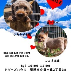 トイプー＆ヨーキー譲渡会