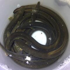 84.o(^o^)o夏だ！鰻釣りだ　鰻釣り　　ラインオープンチャット　　　　　【鰻遊会】メンバー募集中❗ - 友達