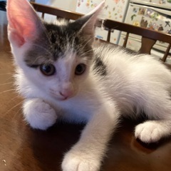 可愛いメスの子！！至急で家族を探しています