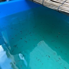漆黒の輝き、あなたの水槽に。オロチ稚魚5匹限定販売！の画像