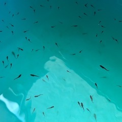漆黒の輝き、あなたの水槽に。オロチ稚魚5匹限定販売！の画像