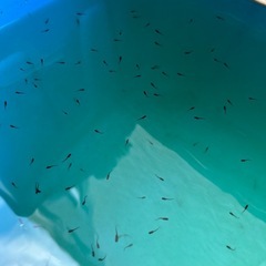 漆黒の輝き、あなたの水槽に。オロチ稚魚5匹限定販売！の画像
