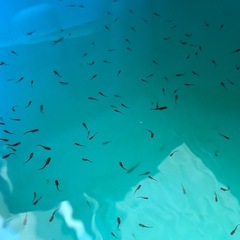 漆黒の輝き、あなたの水槽に。オロチ稚魚5匹限定販売！の画像