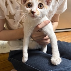 人慣れキジミケちゃん♡