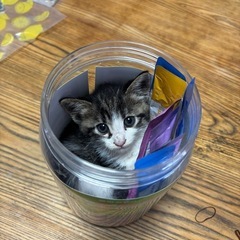 お盆休み8/9〜8/17限定飼育場開放！の画像